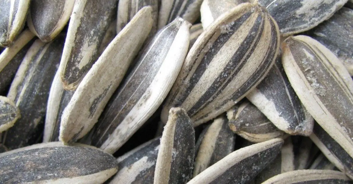 Are Sunflower Seeds Keto Friendly? The Keto Eater