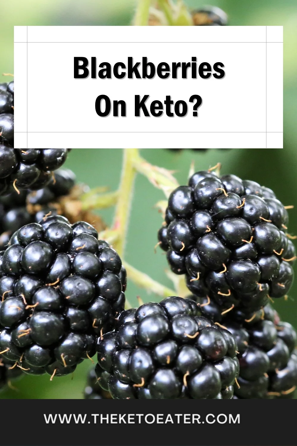 Are Blackberries Keto Friendly? The Keto Eater